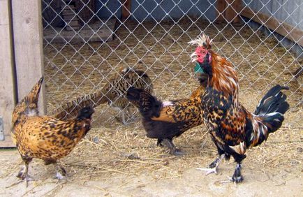 Декоративни пилета - хранене и грижи, малка порода