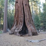 Sequoia дърво в Съединените щати - видове, описания, размери и снимки