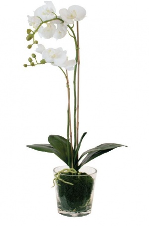 грижа Phalaenopsis у дома, след като в магазина (орхидея)