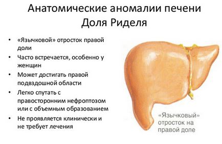 Когато е черния дроб на човешката анатомия, особено (особено) Къде е черният дроб на човешката анатомия, особено