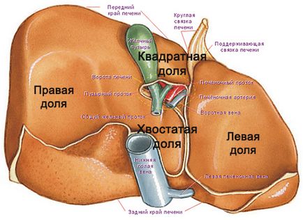 Когато е черния дроб на човешката анатомия, особено (особено) Къде е черният дроб на човешката анатомия, особено