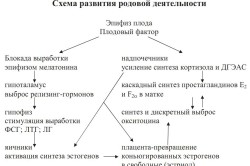 Миометриума hypertonus причинява симптомите и лечението