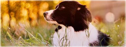 хороскоп Година на кучето, което се роди в характеристиката на мъжете и жените