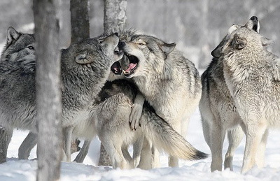 Интересно - цялата истина за вълци