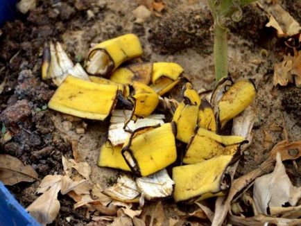 Качество тор за разсад на обелките от бананите