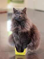 Колко често може да се къпят котката (коте) Колко често може да се къпе си коте