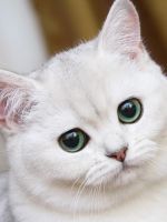 Колко често може да се къпе си коте (къпят) Колко често може да се къпе си коте