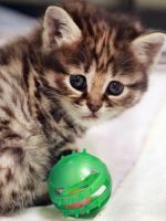Колко често може да се къпят котката (коте) Колко често може да се къпе си коте