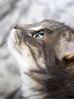 Колко често може да се къпят котката (коте) Колко често може да се къпе си коте