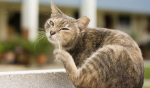 Как ефективно да донесе бълхи при котки вкъщи какво и как се извършва