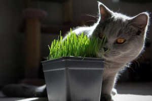 Какви растения като котка, стилен котка