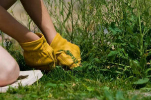 Как да се отървете от плевели и трева в градината завинаги