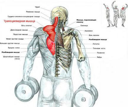Как да се изгради трапец топ 3 упражнения