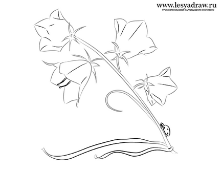 Как да се направи молив звънец етапи на цветя - уроци по рисуване - полезен за artsphera