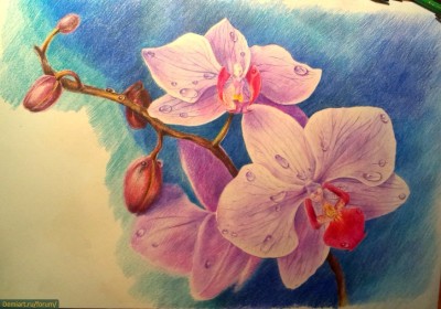 Как да се направи орхидея постепенно цветни моливи
