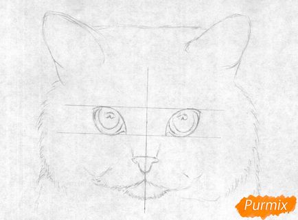 Как да се направи портрет на британската къси коси котка