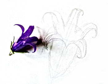 Как да нарисувате цвете звънци