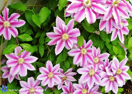 Както повет култури (Clematis) Как да се намали клематис