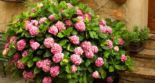 Както повет култури (Clematis) Как да се намали клематис