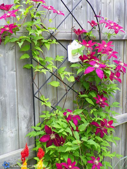 Както повет култури (Clematis) Как да се намали клематис