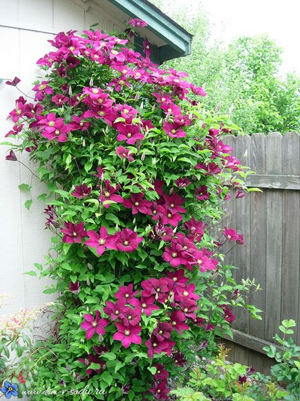 Както повет култури (Clematis) Как да се намали клематис