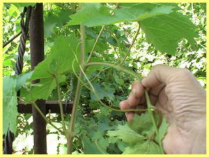 Как да се намали на гроздето през лятото на ненужните издънки за подобряване на културите