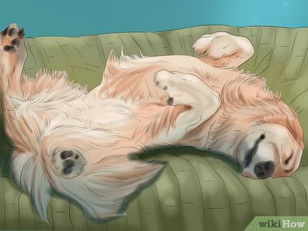 Как да общуваме с кучето си