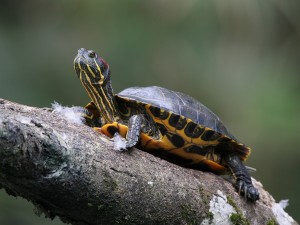 Как да се определи възрастта на червени костенурки