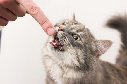 Как да отвикне котка или котка ухапване и надраскване, когато я изгладят