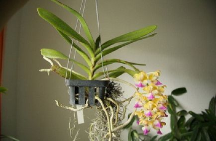 Като вид орхидея трансплантирани у дома