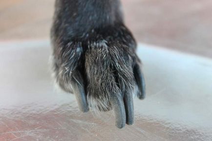 Как да се намали кучешки нокти режат като у дома си