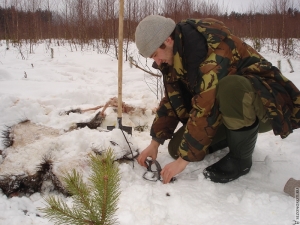 Как да се хване лисица - фото и видео, особено на лов