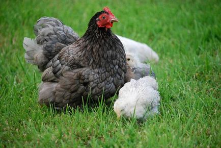 Как да се хранят еднодневни пилета