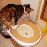 Как да привикнат котката в тоалетната на ново място, без тава пълнител, възрастен улица, котка и