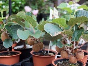 Как да расте киви в природата и дома