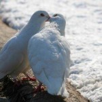 Как да се размножават гълъби процес на чифтосване (гълъби) Как да се размножават гълъби процес чифтосване
