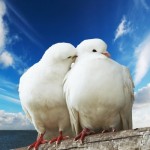 Как да се размножават гълъби процес на чифтосване (гълъби) Как да се размножават гълъби процес чифтосване