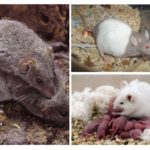 Как да се размножават на мишката