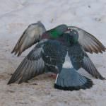 Като гнездящи птици (50 снимки) чифтосване гълъби