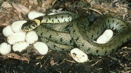Как да роди змия тяхното потомство дали всички видове снасят яйца