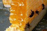 Как да се събират мед