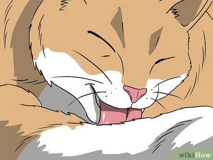 Как да се справим с косопад при котките (котки) Как да се справим с косопад при котките
