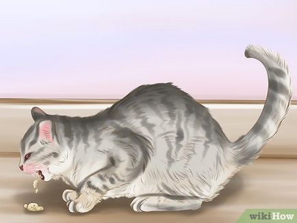 Как да се установи наличието на червеи при котките