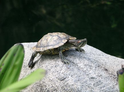 Как да се грижим за костенурка вода