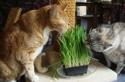 Какъв вид трева хранене котка