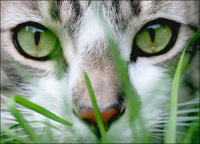 Какъв вид трева хранене котка
