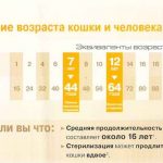 Откъде знаеш, че възрастта на котката по човешките стандарти в страната, зъби, снимка, на човека (зъбите) Откъде знаеш, че възрастта на котката по човешките стандарти в страната, зъби, снимка, на човека