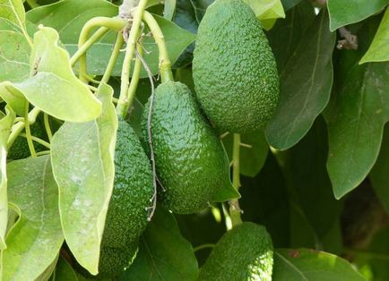 Как да расте едно авокадо от камък у дома
