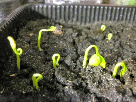 Как да расте киви (в PM в дома на семена, ями и т.н.), видео и снимки