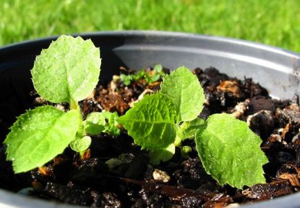Как да расте киви (в PM в дома на семена, ями и т.н.), видео и снимки